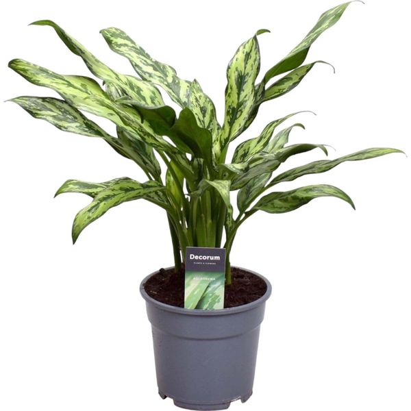 Trendyplants - Aglaonema Juliette - Pianta D'appartamento - Altezza 30-50 Cm - Dimensioni Vaso Ø12Cm-image