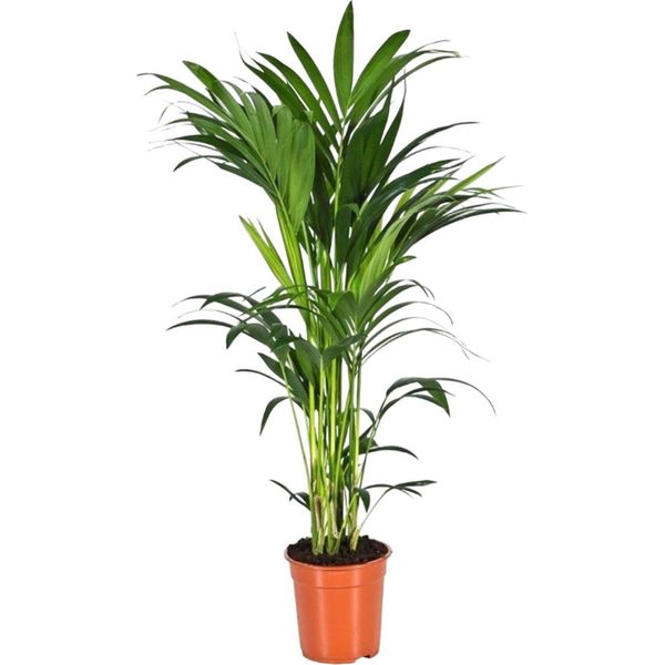 Trendyplants - Palma Kentia - Howea Forsteriana - Pianta D'appartamento - Altezza 150-170 Cm - Dimensioni Vaso Ø24Cm-image