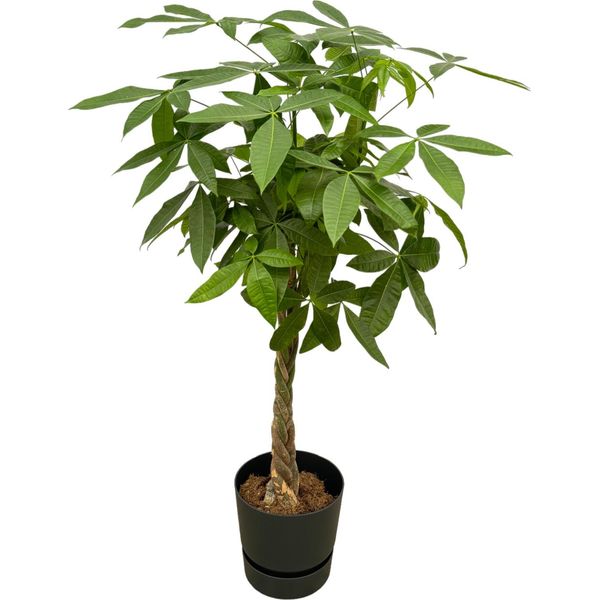 Trendyplants - Pachira Aquatica Con Elho Greenville Round Nero - 160 Cm - Ø30Cm-image
