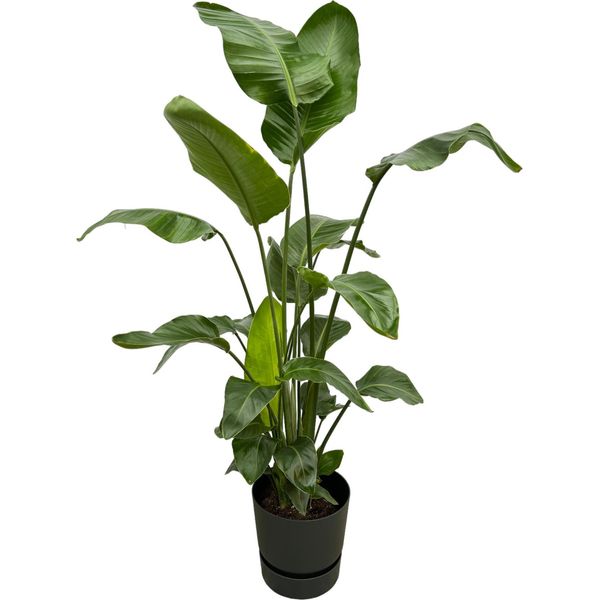 Trendyplants - Strelitzia Nicolai Incluso Elho Greenville Rotondo Nero - 160 Cm - Ø30Cm-image