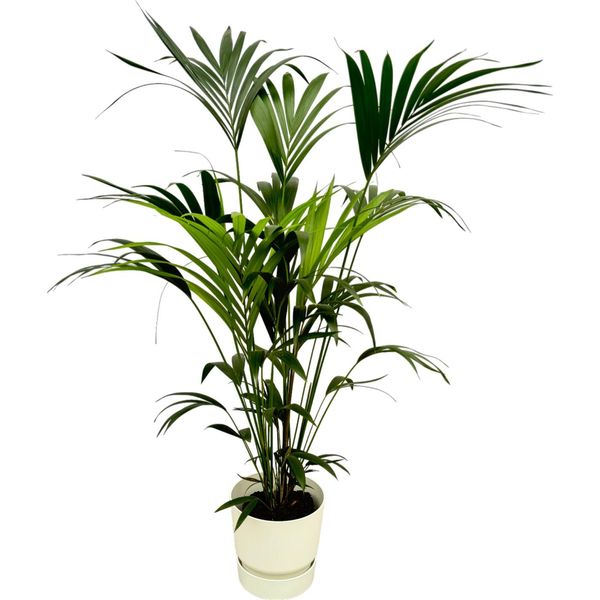 Trendyplants - Palma Kentia Con Elho Greenville Rotonda Bianca - 160 Cm - Ø30Cm-image