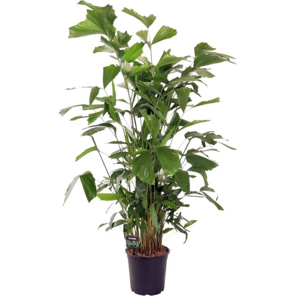 Trendyplants - Caryota Mitis - Palma A Coda Di Pesce - Pianta D'appartamento - Altezza 130-150 Cm - Dimensioni Vaso Ø24Cm-image
