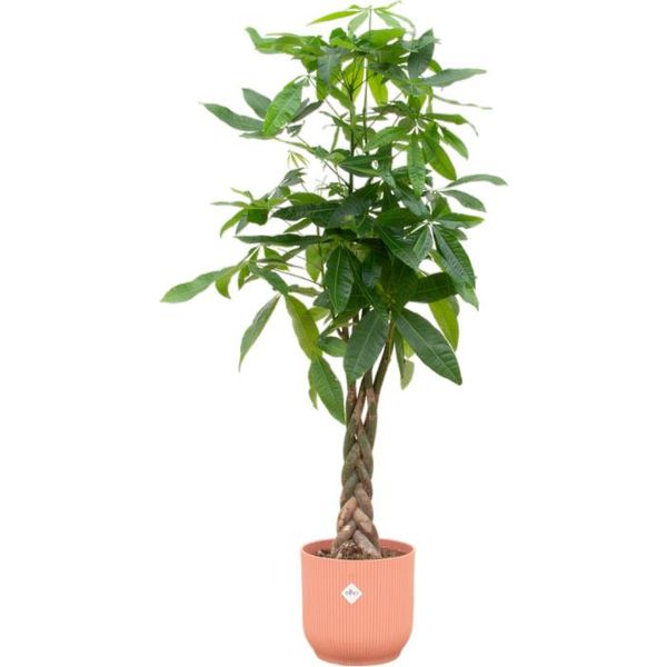 Trendyplants - Pachira Aquatica Con Elho Vibes Fold Round Rosa - 160 Cm - Ø30Cm-image