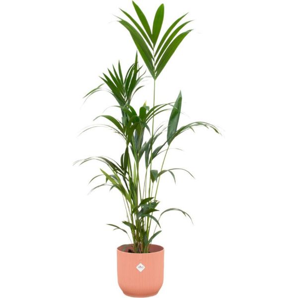Trendyplants - Palma Kentia Inclusa Elho Vibes Fold Round Rosa - 160 Cm - Ø30Cm-image