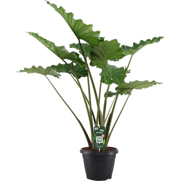 Trendyplants - Alocasia Portodora - Spiga D'elefante - Pianta D'appartamento - Altezza 130-150 Cm - Dimensioni Vaso Ø35Cm-image
