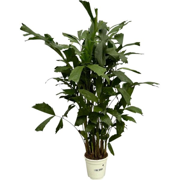 Trendyplants - Caryota Mitis - Palma A Coda Di Pesce - Pianta D'appartamento - Altezza 110-130 Cm - Dimensioni Vaso Ø19Cm-image