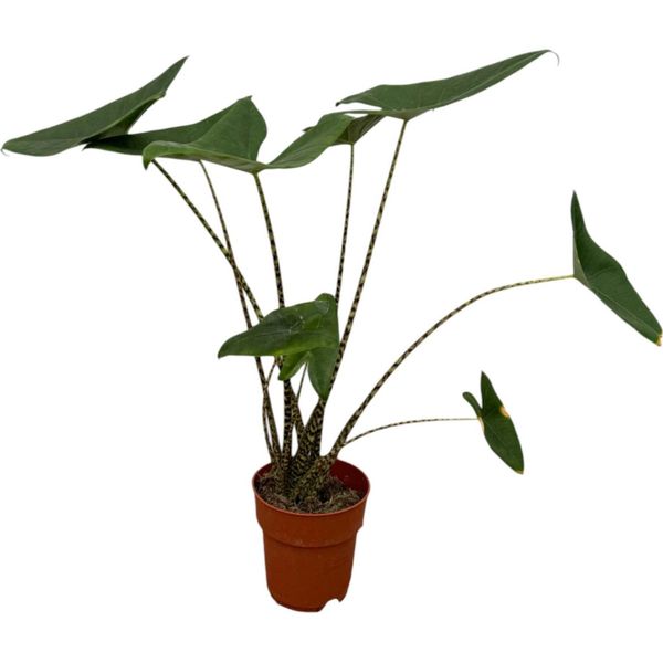 Trendyplants - Alocasia Zebrina - Pianta D'appartamento - Altezza 70-90 Cm - Dimensioni Vaso Ø19Cm-image