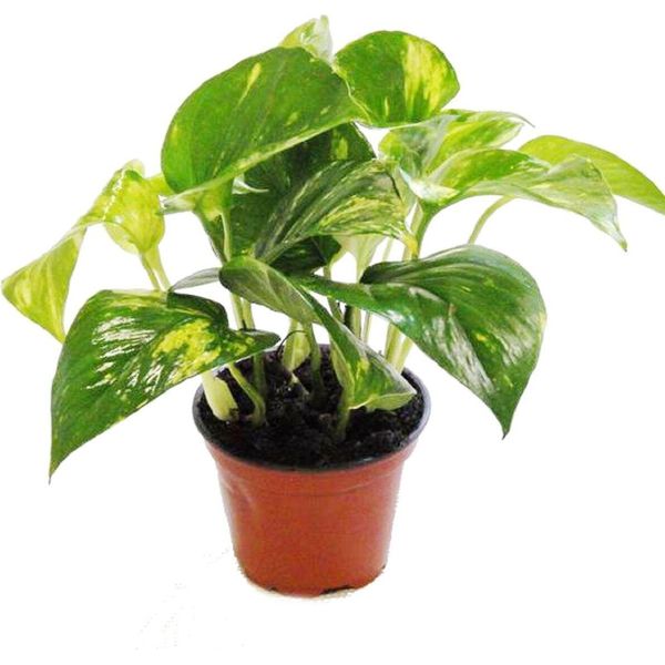Efeutute - Scindapsus - Epipremnum - Vaso 12Cm - Pianta D'appartamento-image
