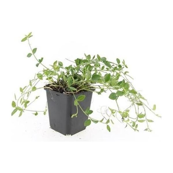 Copertura Del Terreno - Pervinca A Foglie Piccole - Vinca Minor 'Gertrude Jekyll' - Vaso Da 9 Cm - Set Di 12 Piante-image