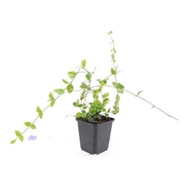 Copertura Del Terreno - Pervinca A Foglie Piccole - Vinca Minor 'Blue And Gold' - Vaso Da 9 Cm - Set Di 60 Piante-image