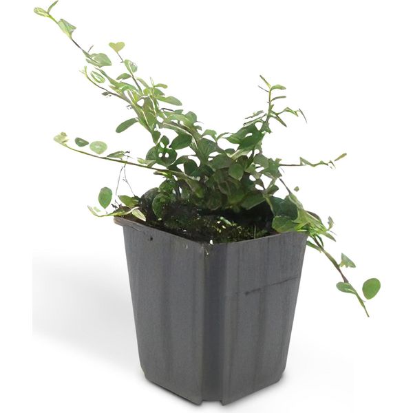 Copertura Del Terreno - Nespolo Strisciante - Cotoneaster Prostratus 'Queen Of Carpets' - 9 Cm - Set Di 60 Piante-image