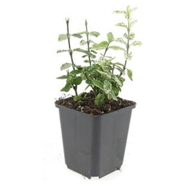 Copertura Del Terreno - Fuso Strisciante - Euonymus Fortunei 'Harlequin' - Vaso Da 9 Cm - Set Di 20 Piante-image