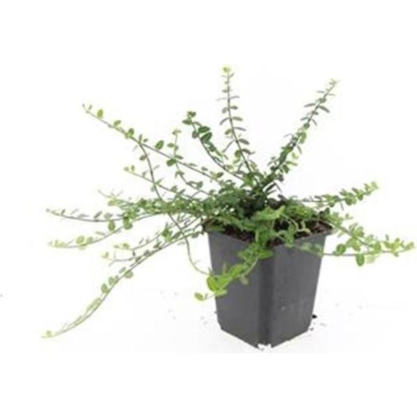 Copertura Del Terreno - Fuso Strisciante - Euonymus Fortunei 'Minimus' - Vaso Da 9 Cm - Set Di 20 Piante-image