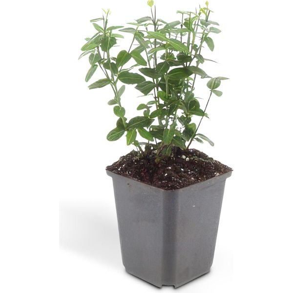 Copertura Del Terreno - Fuso Strisciante - Euonymus Fortunei Radicans - Vaso Da 9 Cm - Set Di 60 Piante-image