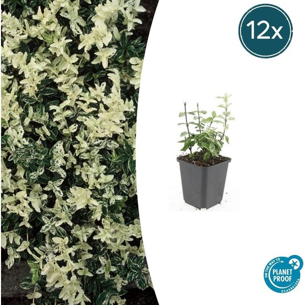Copertura Del Terreno - Fuso Strisciante - Euonymus Fortunei 'Harlequin' - Vaso Da 9 Cm - Set Di 12 Piante-image