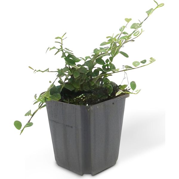 Copertura Del Terreno - Cotoneaster 'Streib's Findling' - Vaso Da 9 Cm - Set Di 60 Piante-image