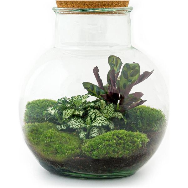Bottiglia Da Giardino Teddy Terrario Per Piante Fai Da Te Alto 27 Cm Con Pianta Di Calathea Incl. Pala E Rastrello-image