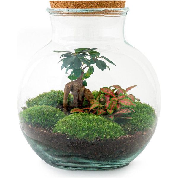 Bottiglia Da Giardino "Teddy"" - Terrario Vegetale Fai Da Te - Altezza 27 Cm - Con Ficus Ginseng - Bonsai"-image