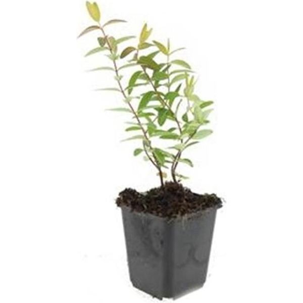 Copertura Del Terreno - Erba Di San Giovanni A Fiore Grande - Hypericum 'Hidcote' - Vaso Da 9 Cm - Set Di 12 Piante-image