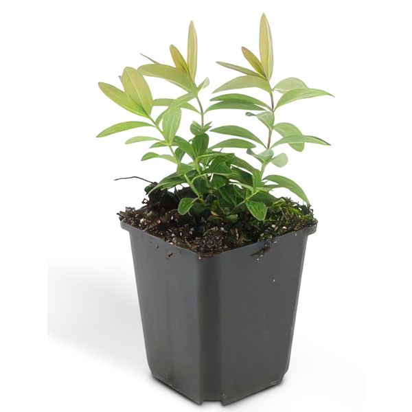 Copertura Del Terreno - Erba Di San Giovanni - Hypericum Calycinum - Vaso Da 9 Cm - Set Di 60 Piante-image