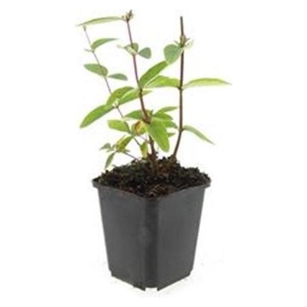 Copertura Del Terreno - Erba Di San Giovanni - Hypericum Inodorum 'Annebel' - Vaso Da 9 Cm - Set Di 12 Piante-image