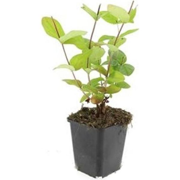 Copertura Del Terreno - Erba Di San Giovanni - Hypericum Inodorum 'Beauty' - Vaso Da 9 Cm - Set Di 60 Piante-image