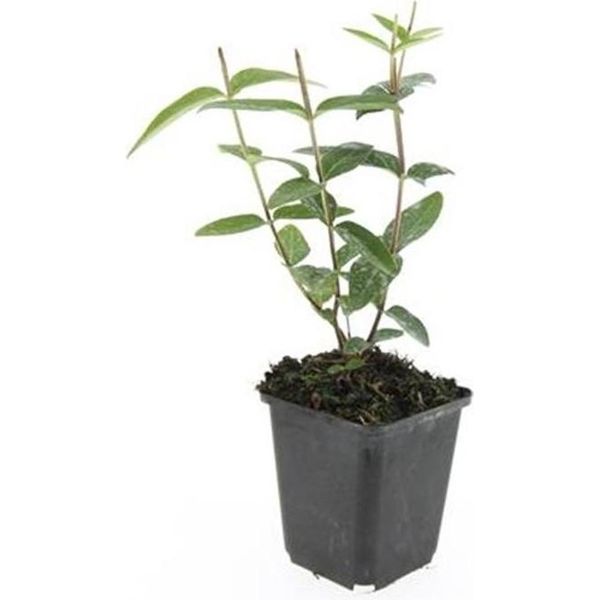 Copertura Del Terreno - Erba Di San Giovanni - Hypericum Inodorum 'Rheingold' - Vaso Da 9 Cm - Set Di 20 Piante-image
