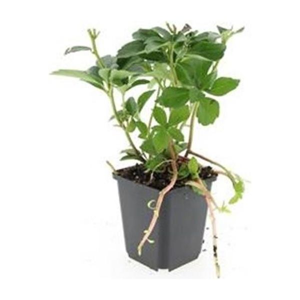 Copertura Del Terreno - Verde Ombra - DickmäNnchen - Pachysandra Terminalis - Vaso Da 9 Cm - Set Di 40 Piante-image