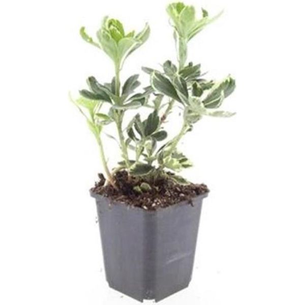 Copertura Del Terreno - Colore Bianco Sfumato Verde - Pachysandra Terminalis 'Variegata' - Vaso Da 9 Cm - Set Di 6 Piante-image