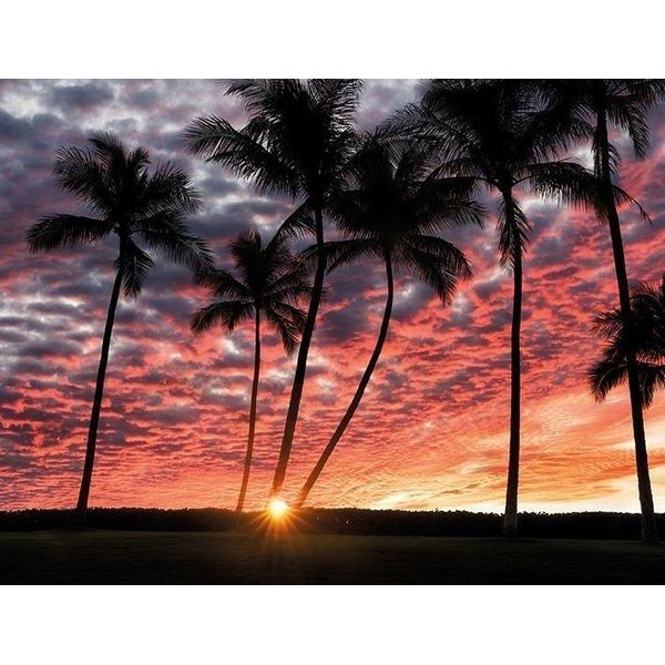 Dennis Frates - Stampa Su Tela Con Cornice "Hawaiian Sunset"" PM6040 (30 Cm X 40 Cm) (Rosa/Nero)"-image