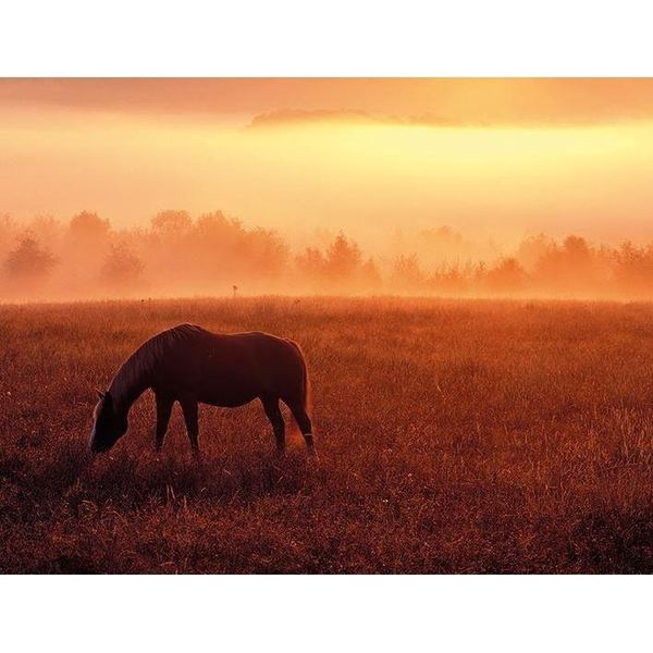 Dennis Frates - Stampa Su Tela Con Cornice "Cavallo Al Pascolo"" PM6119 (40 Cm X 50 Cm) (Marrone)"-image