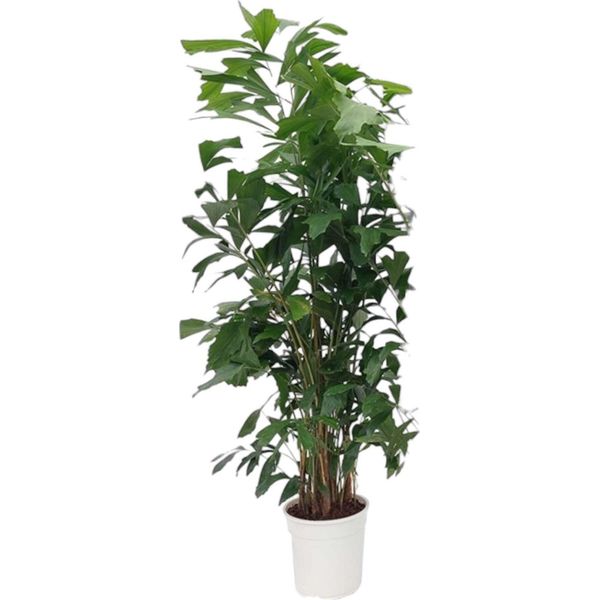 Trendyplants - Caryota Mitis - Palma A Coda Di Pesce - Pianta D'appartamento - Altezza 160-180 Cm - Dimensioni Vaso Ø24Cm-image