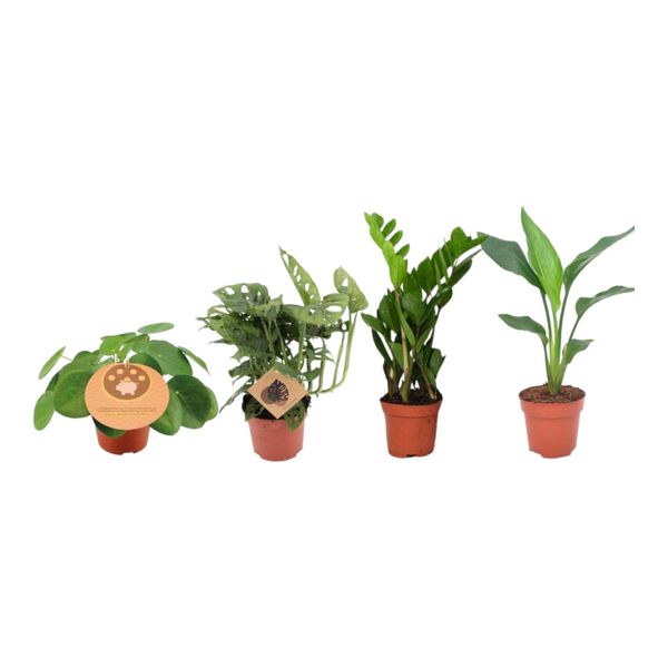 Trendyplants - 4 Mix Di Piante D'appartamento Imperdibili - Pianta Pancake - Monstera - Zamioculcas - Strelitzia - Altezza 20-40 Cm - Dimensioni Vaso Ø12Cm-image