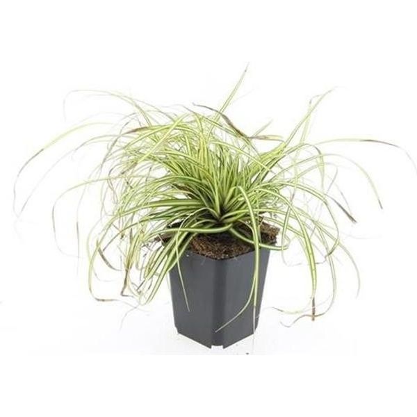 Erba Ornamentale - Carice Dorata - Carex Oshimensis 'Evergold' - Vaso Da 9 Cm - Set Di 6 Piante-image
