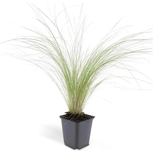 Erba Ornamentale - Erba Piuma Messicana - Stipa Tenuissima 'Ponytails' - Vaso Da 9 Cm - Set Di 12 Piante-image