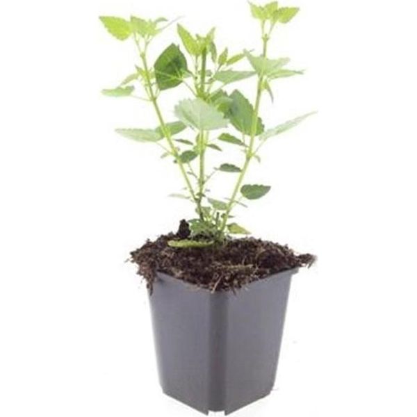 Perenne Ornamentale - Ortica Profumata - Agastache Rugosa 'Blue Fortune' - Vaso Da 9 Cm - Set Di 6 Piante-image