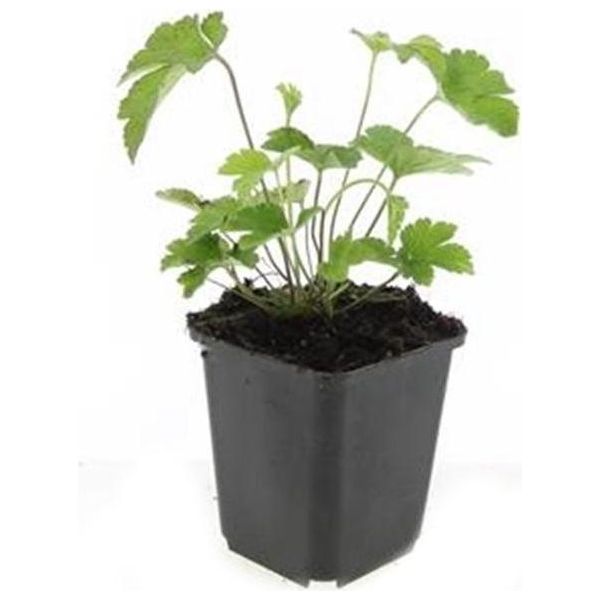 Perenne Ornamentale - Anemone Autunnale - Anemone Tomentosa 'Robustissima' - Vaso Da 9 Cm - Set Di 40 Piante-image