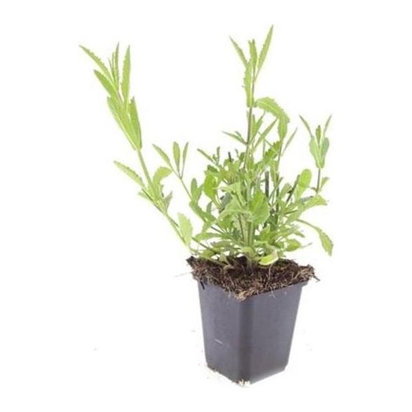 Perenne Ornamentale - Verbena Bonariensis - Vaso Da 9 Cm - Set Di 20 Piante-image