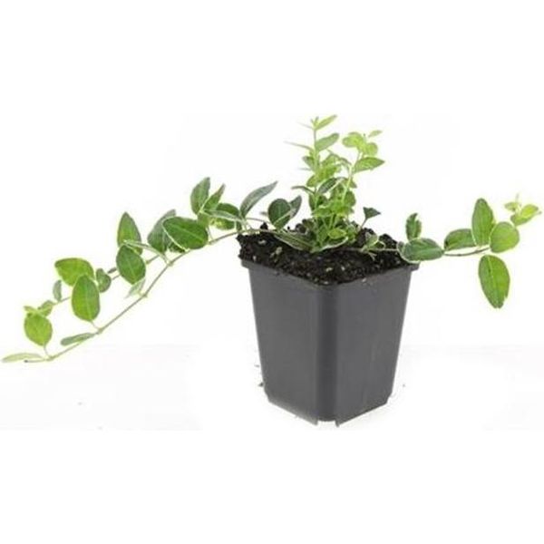 Copertura Del Terreno - Sempreverde - Vinca Minor 'Argenteovariegata' - Vaso Da 9 Cm - Set Di 20 Piante-image