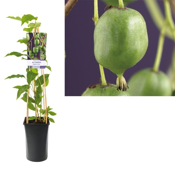 Mini Kiwi Issai 50-70 Cm - Bacca Di Kiwi Autofruttante Actinidia Arguta Resistente, Frutti Dolci, Ideale Per Giardino E Balcone-image