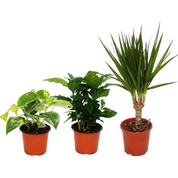 Trio Di Piante Da Appartamento "Tre Altezze"" - Set Con 3 Piante Di Altezze Diverse"-image