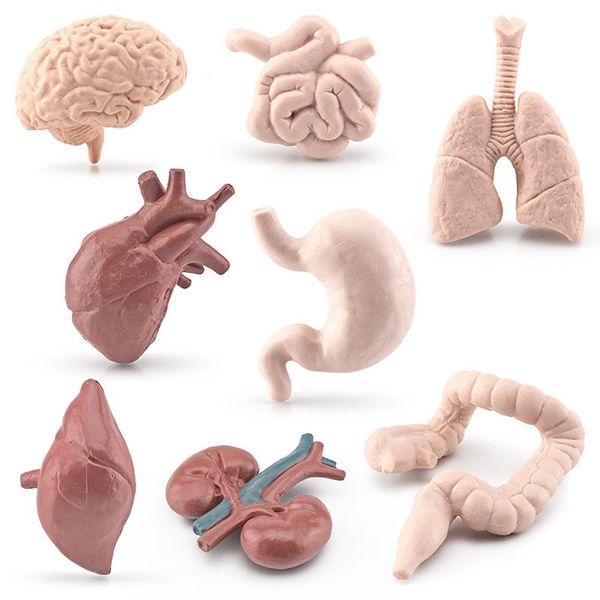 Modello Di Simulazione In 8 Parti Degli Organi Del Corpo Umano, Giocattolo Educativo, Scienza Prescolare, Scuola A Casa, Aiuto Didattico Per Bambini-image