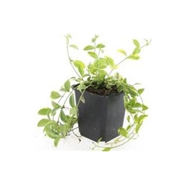 Copertura Del Terreno - Pervinca Gialla A Foglie Piccole - Vinca Minor 'Aureovariegata' - Vaso Da 9 Cm - Set Di 60 Piante-image