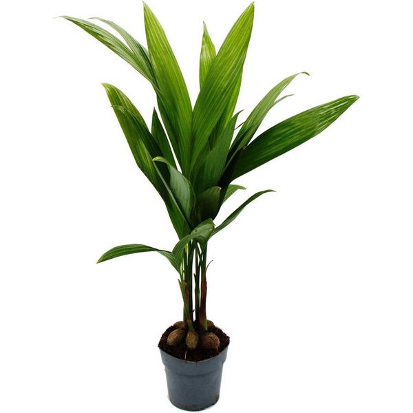 Palma Delle Noci Di Betel - Areca Catechu - Palma Da Interno - Palma Di Betel - Vaso Da 12 Cm-image