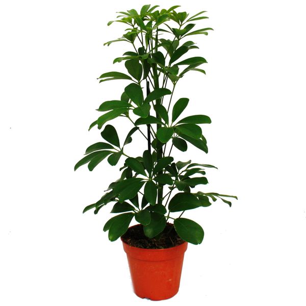 Aralia Radiosa - Schefflera - Foglie Verdi - Vaso Da 12 Cm - Pianta D'appartamento - Altezza Circa 40-45 Cm-image