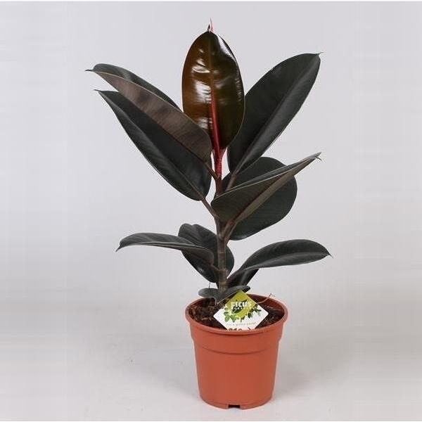 Albero Della Gomma Ficus Elastica Abidjanca. 60 Cm - Pianta Da Appartamento, Facile Da Curare, Sempreverde, Ideale Per Casa O Ufficio-image