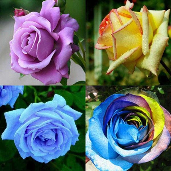 150 X Stile Misto Piante Rare Semi Di Fiori Di Peonia Rosa Multicolore-image