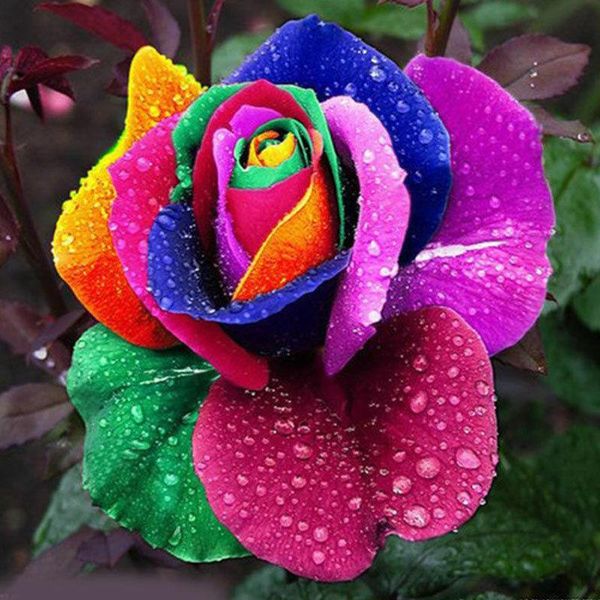 80 Pezzi Semi Di Fiori Arcobaleno Colorati Piante Da Giardino Multicolore Unico-image