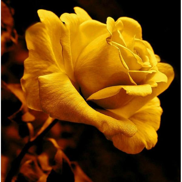 100 Pezzi Semi Di Fiori Di Rosa D'oro Crescita Naturale Giardino Semi Di Piante Di Fiori-image