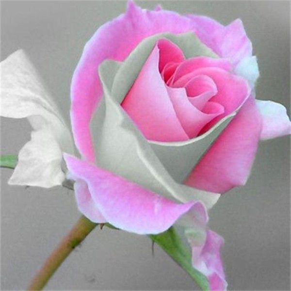 100 Pezzi Semi Di Fiori Di Rosa Rari Amanti Piante Giardino Di Casa 2 Colori-image